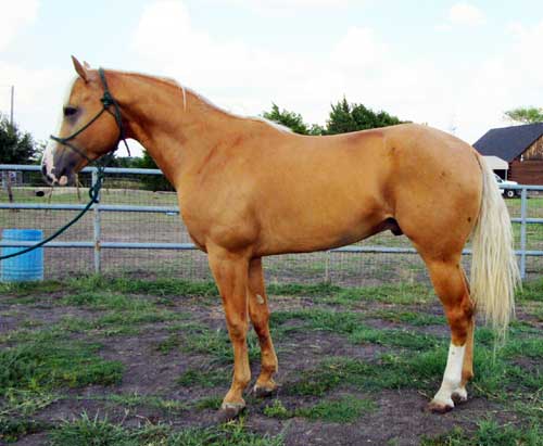 Goldenboy Dualya