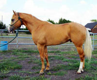 Goldenboy Dualya